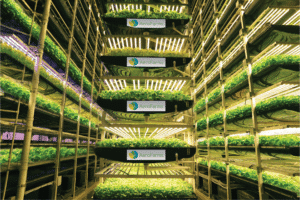AeroFarms is a World Changing Idea for data, food and spaces, AeroFarms
