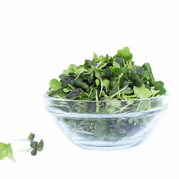 micro spicy mix, AeroFarms