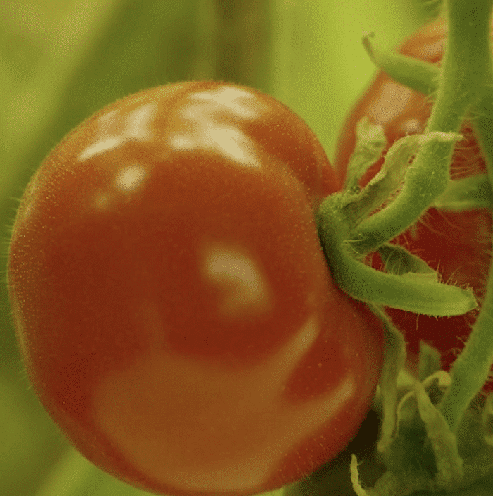 aerofarms tomato, AeroFarms