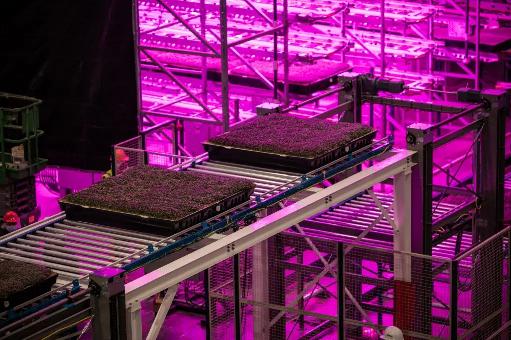 AEROFARMS Introduce Micro Bok Choy in U.S, AeroFarms