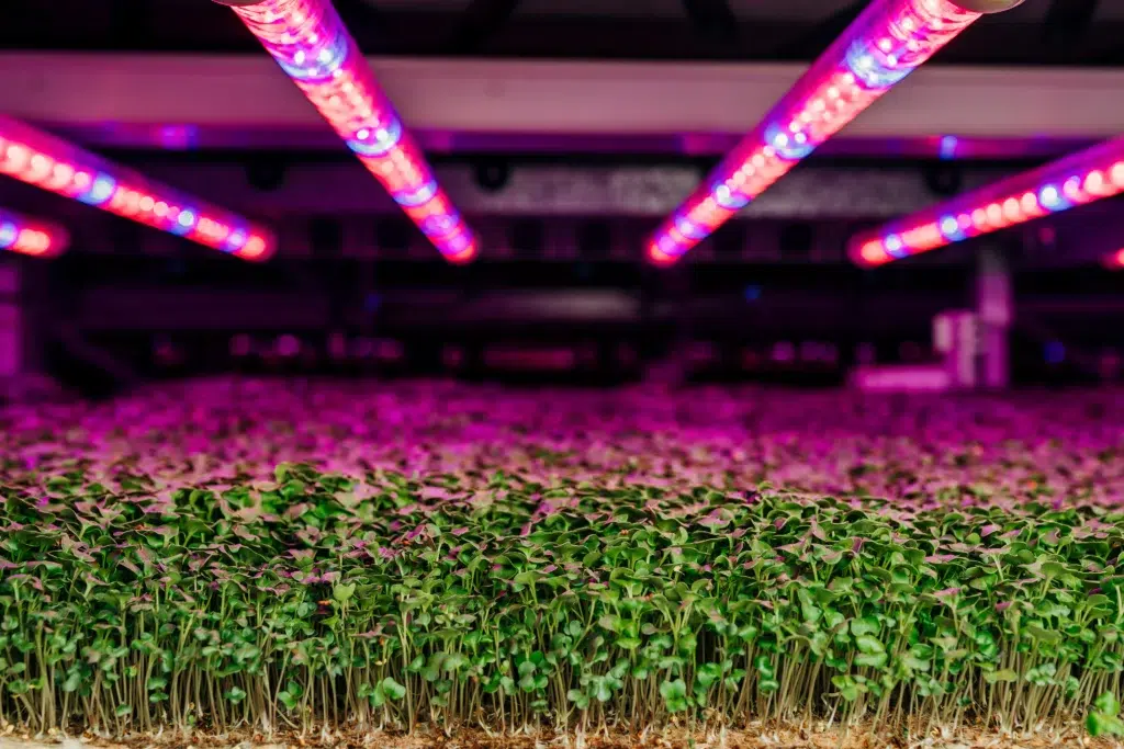 AEROFARMS Introduce Micro Bok Choy in U.S, AeroFarms