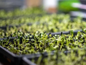 vertical farming news, AeroFarms
