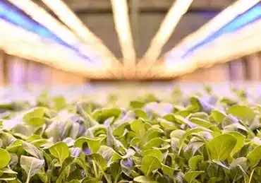 vertical farming technology, AeroFarms