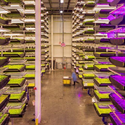 corporate vertical farms, AeroFarms