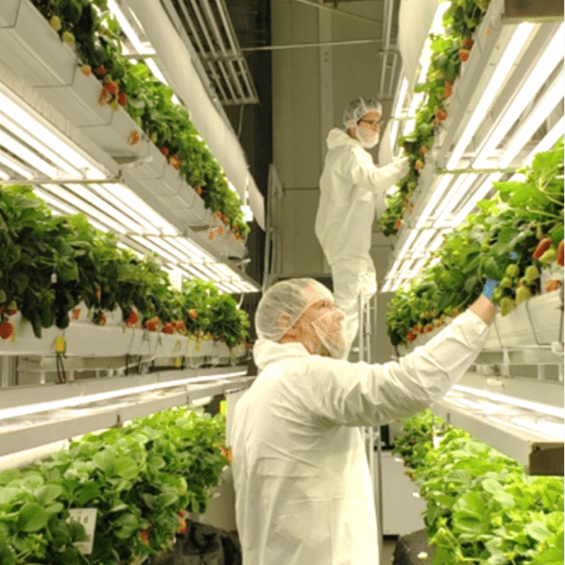 vertical farming Commercial Partnerships, AeroFarms