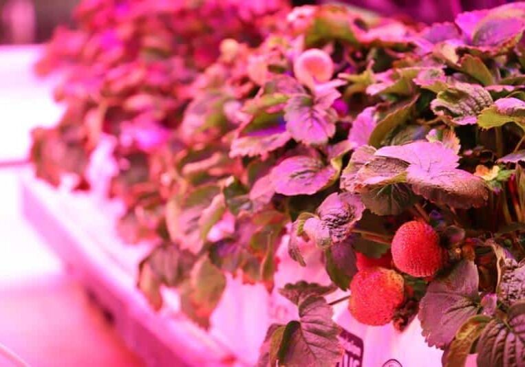 vertical farming Commercial Partnerships, AeroFarms