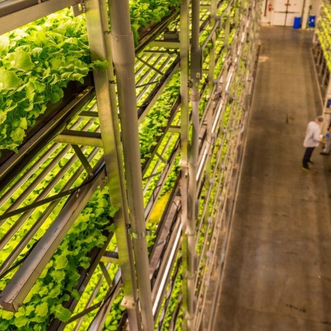 corporate vertical farms, AeroFarms