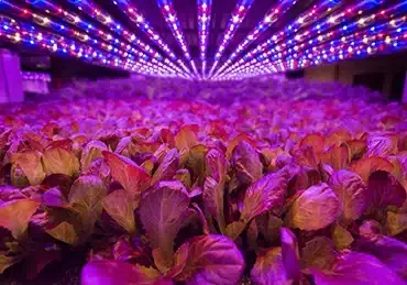 vertical farming technology, AeroFarms