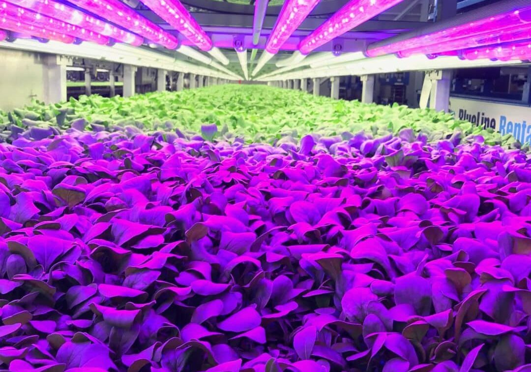 corporate vertical farms, AeroFarms