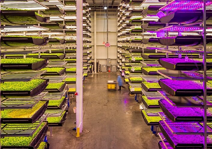 corporate vertical farms, AeroFarms