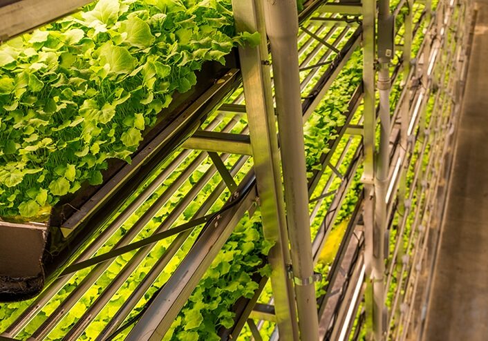 corporate vertical farms, AeroFarms