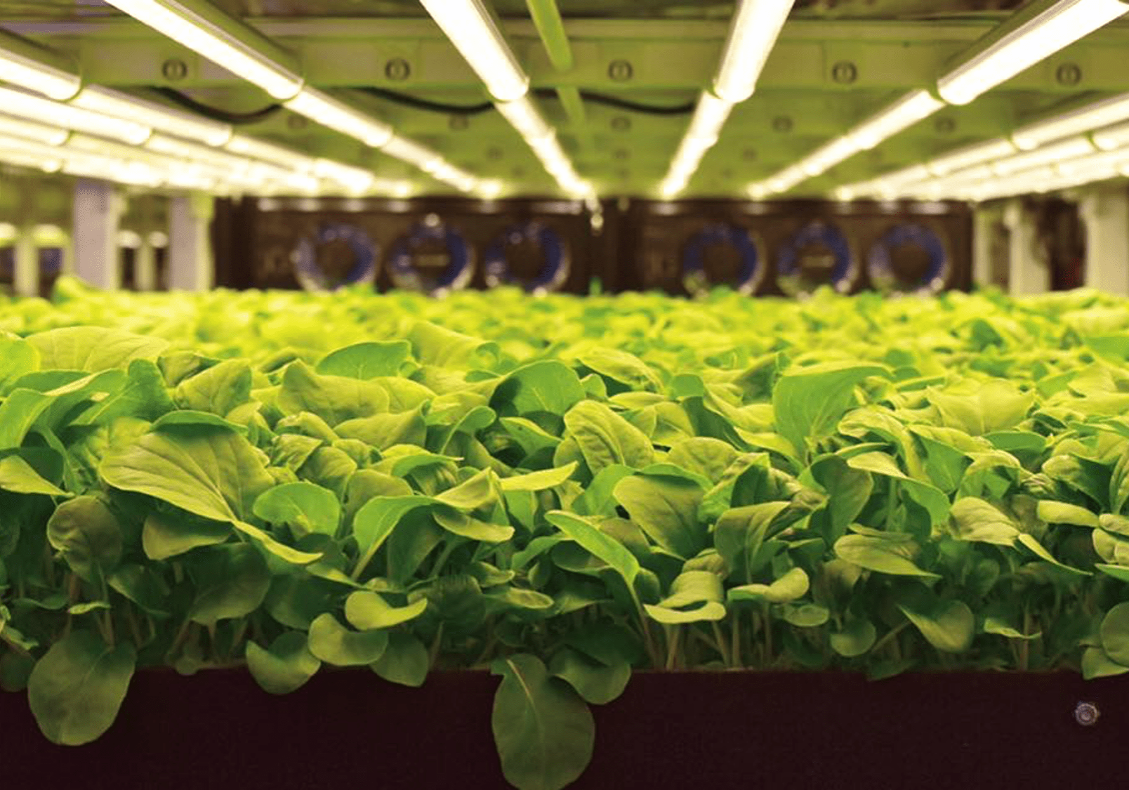 community farms 1 Community vertical farms, AeroFarms