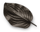try vertically farmed, AeroFarms